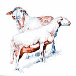 mostra pecore vinadio
